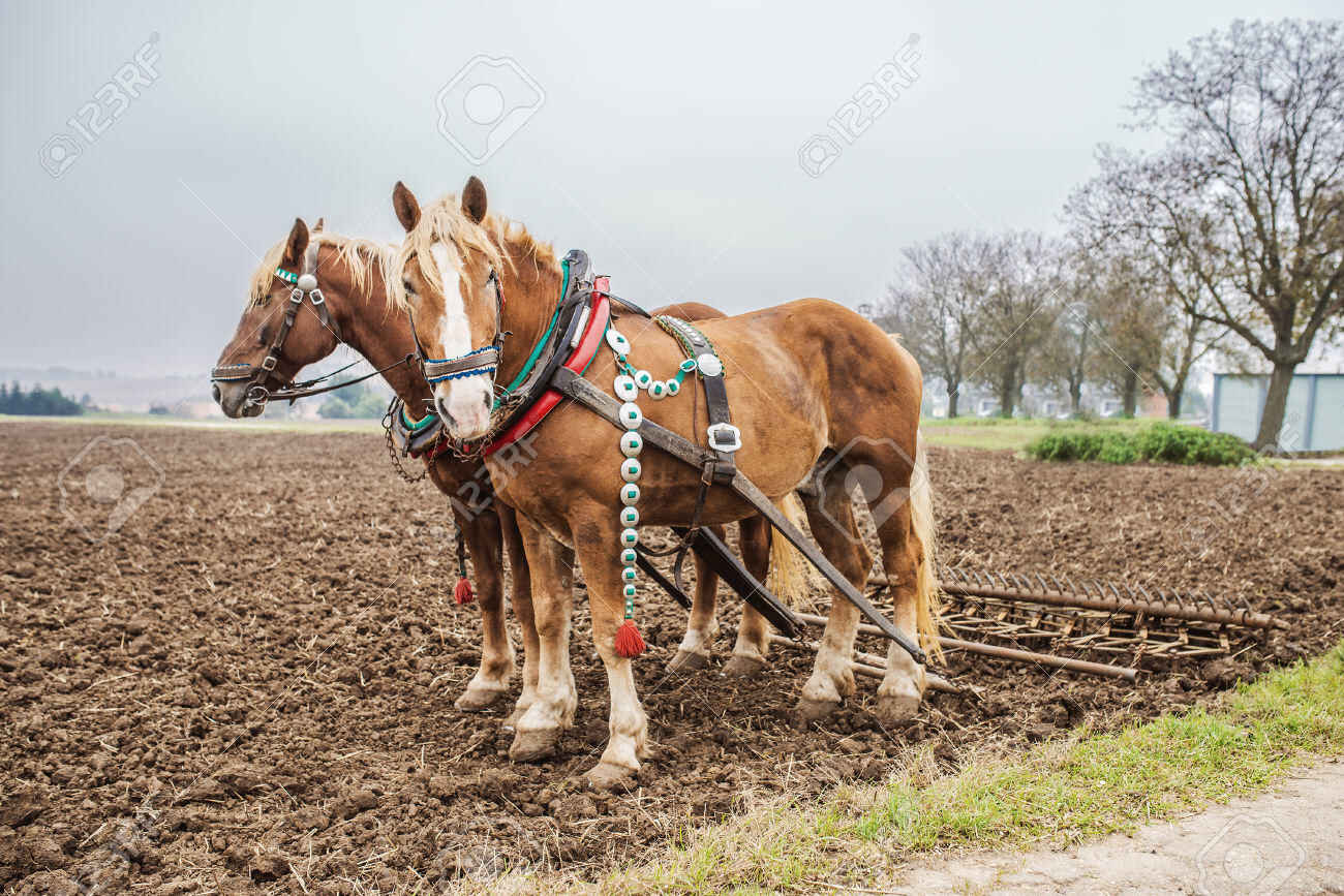 Two brown horses plow land.